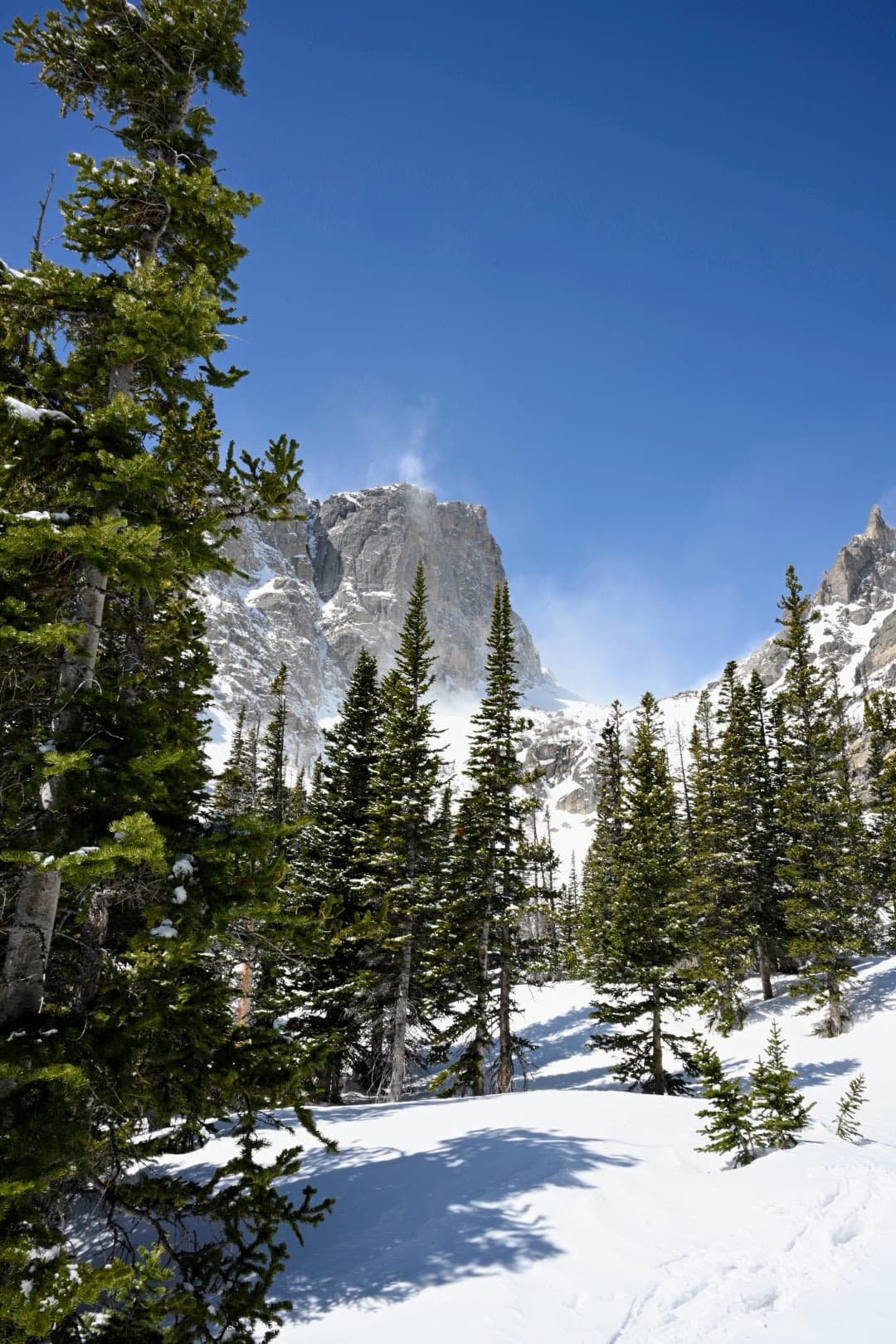 Snow-covered alpine meadow with pines and a rocky peak
