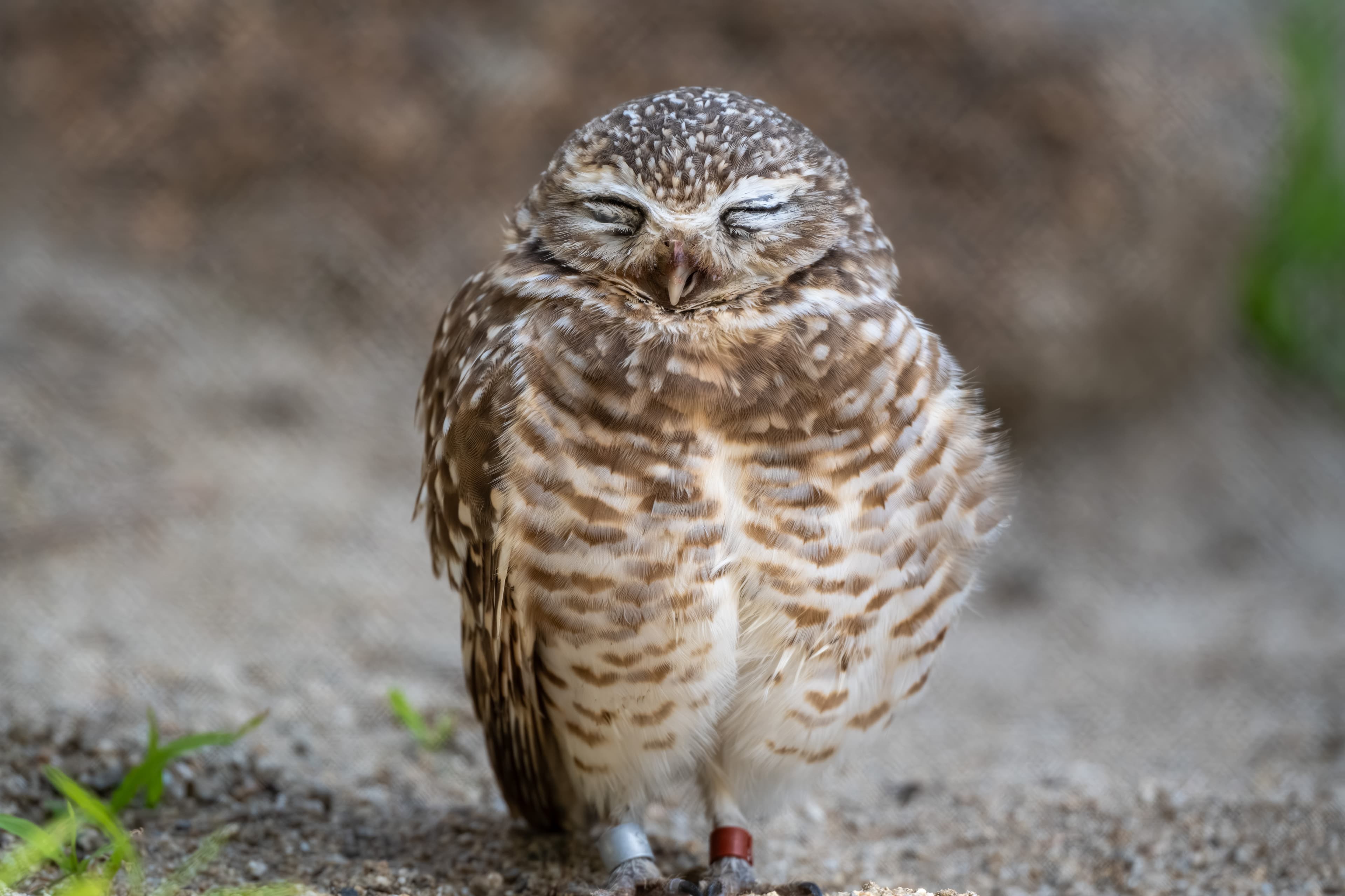 Burrowing owl with eyes closed standing on the ground