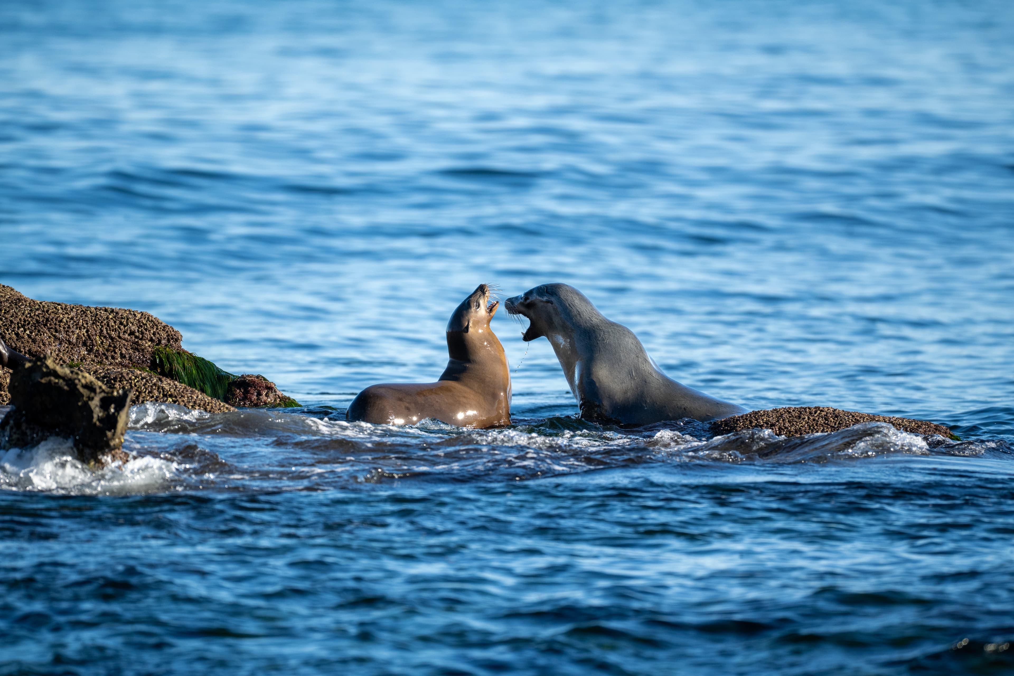 Two sea lions sparring on rocks in the surf