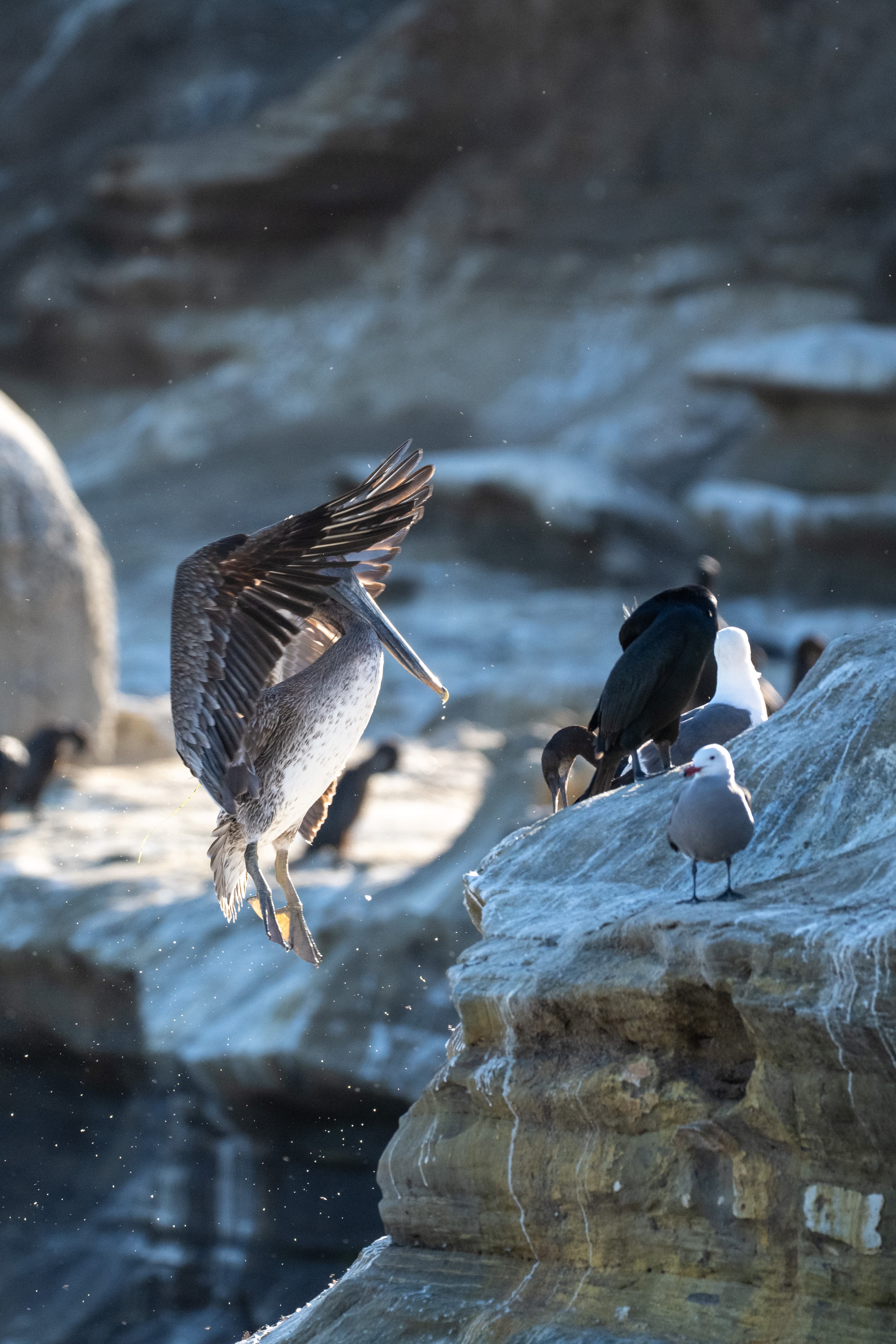 Brown pelican landing on rocky coastal cliffs