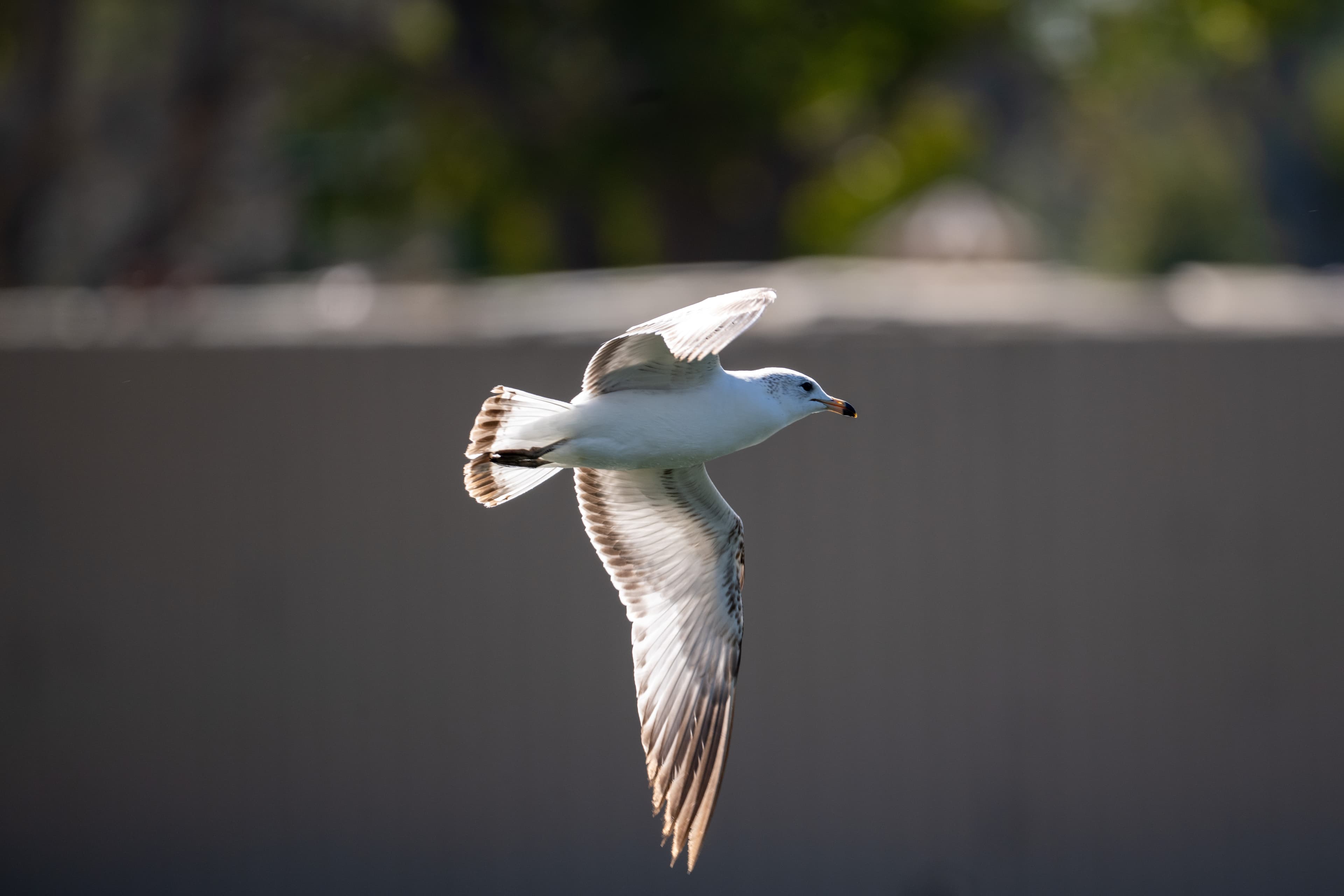Seagull in full flight against a soft background
