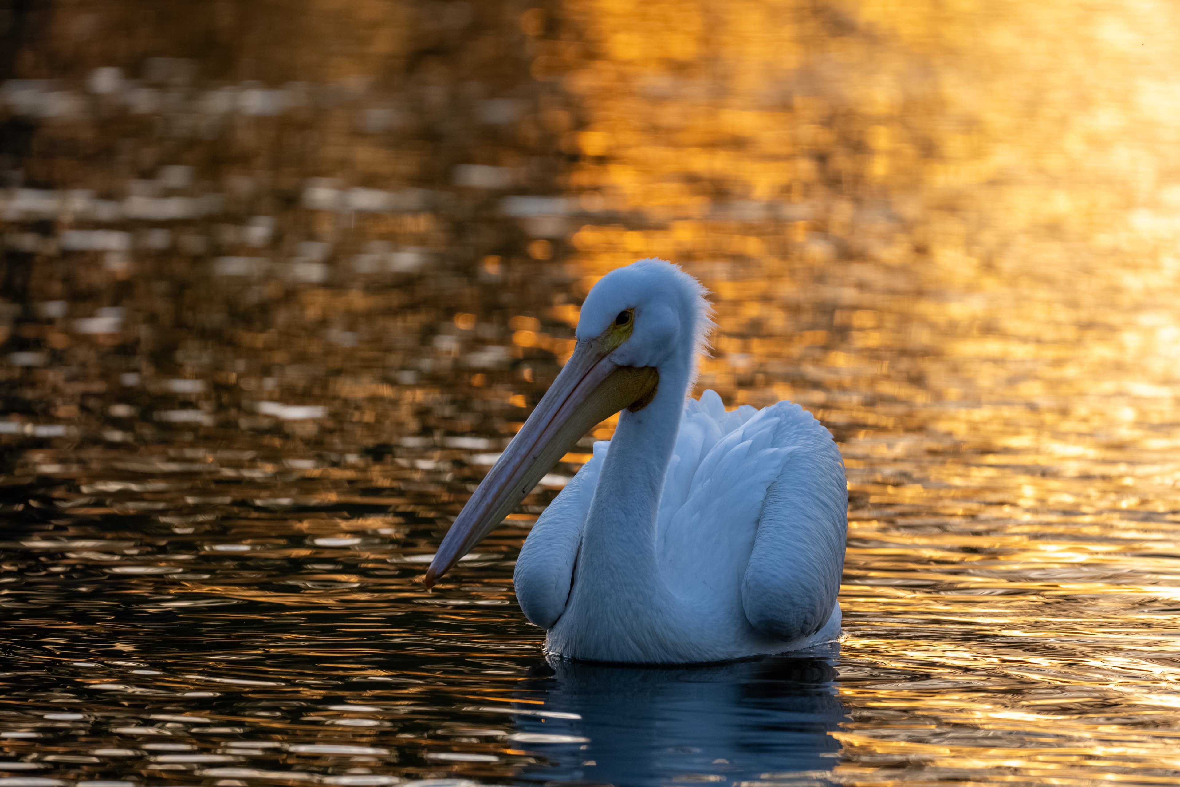 White pelican floating on golden sunset-reflected water